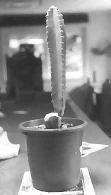 cereus peruvianus 1984 nach dem beschneiden n