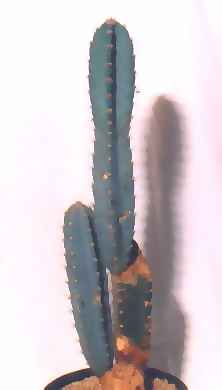 cereus peruvianus 7.1.1996  