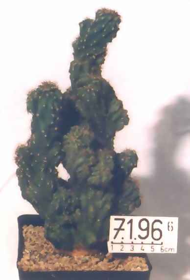 cereus peruvianus var. monstrosu chrunched 