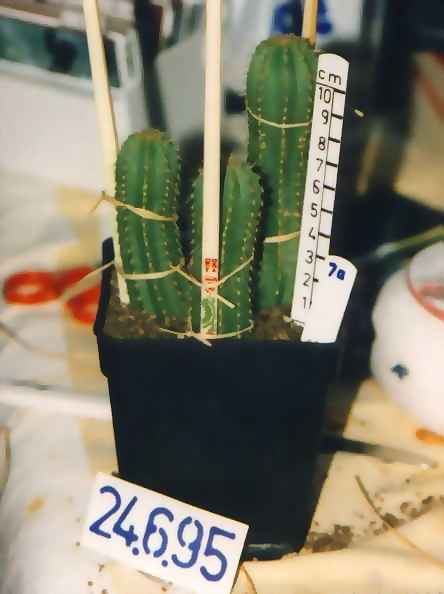 helianthocereus ssp. (backgg.) chrunched 